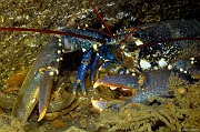 Homarus-gammarus-Belle Ile Epave du Anan-26m-20160630-Denis-ADER-DSC_8347_tn